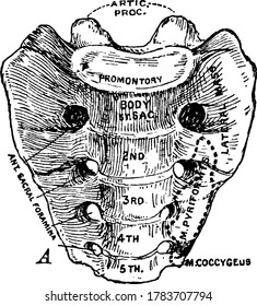 Human Sacrum, a large triangular bone as the base of the spine, found between the two hip bones, with the parts labelled, vintage line drawing or engraving illustration.