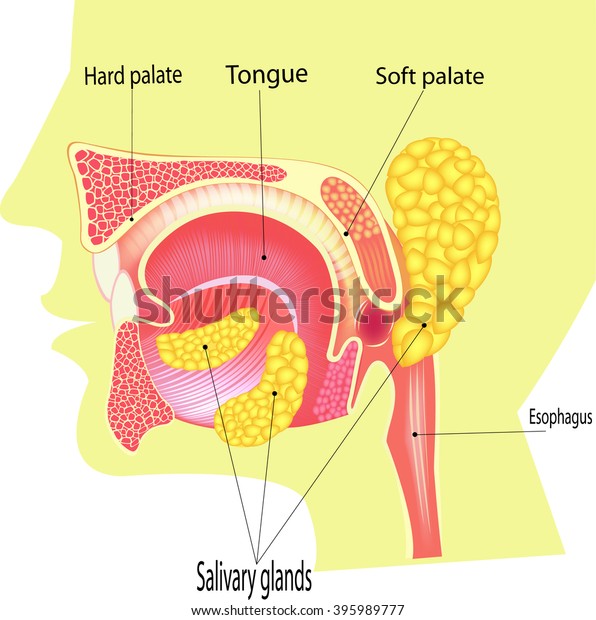 Human Saliva, \
Human Saliva,  \
All elements are in separate layers color can be changed\
easily.