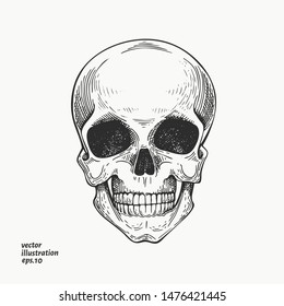 Human scull illustration. Hand drawn vector skeleton illustration. Engraved style. Vintage halloween illustration.