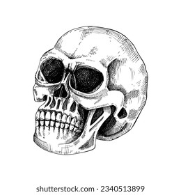 Human scull sketch. Anatomical drawing in engraved style. Detailed hand drawn illustration of a skull. Halloween design element isolated on white background