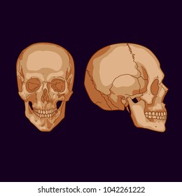 human scull in two projection