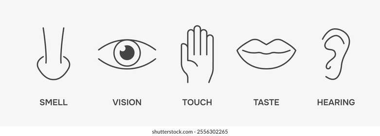 Human sense icons. Perception scheme. Vector illustration