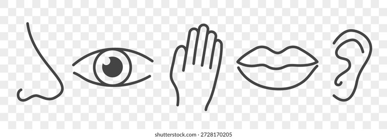 Conjunto de iconos de línea de sentido humano. Símbolo de oído, nariz, labio, ojo, boca. Vector