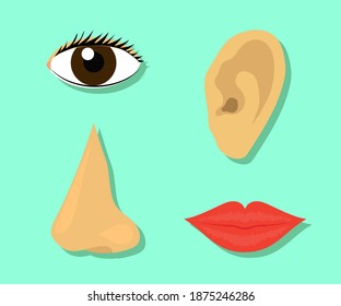 Human sense organs on a blue background. Vector illustration.