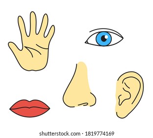 Human sense organs on a white background. Vector illustration.