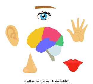 Human sense organs on a white background. Symbol. Vector illustration.