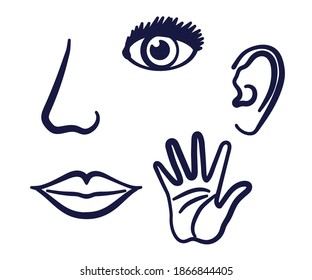 Human Sense Organs On White Background Stock Vector (Royalty Free ...