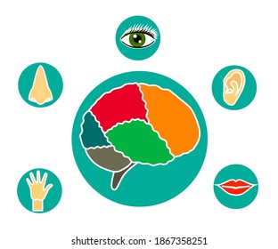 Human sense organs. Symbol. Vector illustration.