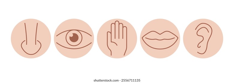 Human senses 5 five types in circle. Vision through eye, smell with nose, taste with tongue line icon set. ENT Otolaryngologist ophthalmologist. Vector illustration. Icon Isolated