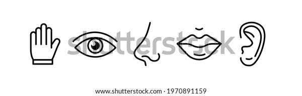Human senses 5\
five types. Vision through eye, smell with nose, taste with tongue\
line icon set. ENT Otolaryngologist ophthalmologist. Vector\
illustration on white\
background