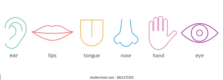 Human senses colorful line icon set. Vector illustration people part of body. Hand, eye, nose, tongue, lips and ear with inscription.