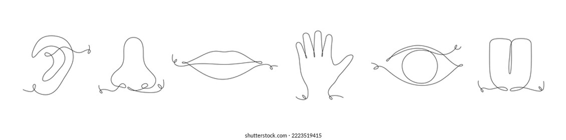 Human senses continuous one line icon set. Hand, eye, nose, tongue, lips and ear. People part of body contour. Vector illustration on white.