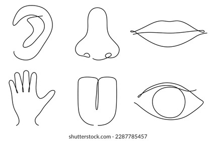 Human senses continuous one line art set. Hand, eye, nose, tongue, lips and ear. People part of body contour line. Vector illustration on white.