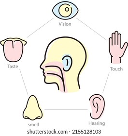 Human senses icon set, vector illustration
