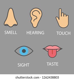 Human Senses Icon Vector Illustration Flat Stock Vector (Royalty Free ...