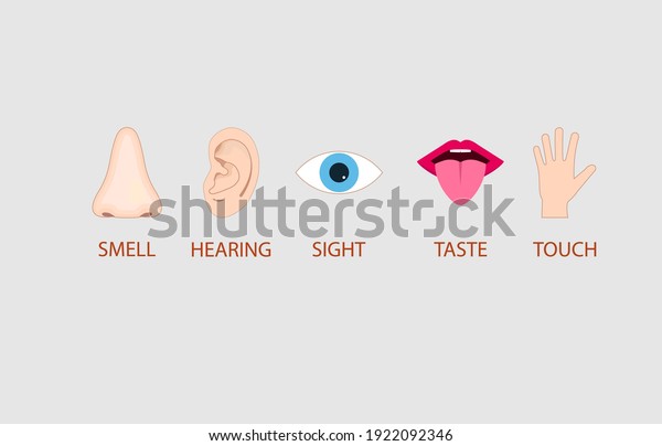 Human Senses Icon Vector Illustration Flat Stock Vector (Royalty Free ...