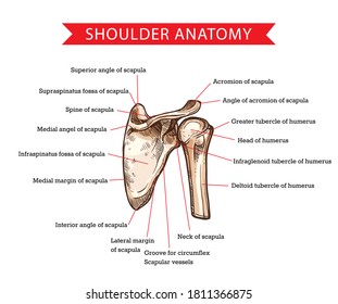 Anatomie der menschlichen Schulter mit Vektorgrafik von Scapula und Humerusknochen, Medizin und Gesundheitswesen. Skelettdiagramm mit Kopf-und Deltoid-Tuberkel humerus, Skelettstruktur Scapula