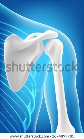 Human shoulder bone front and joint cartilage side on blue background 