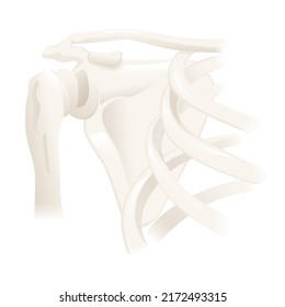 Human shoulder joint  skeletal structure isolated on white background. Vector illustration of bones and joints