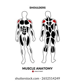 Vector del músculo del hombro humano para la presentación de la información de la ubicación del músculo. Adecuado para un producto de salud. Vector eps