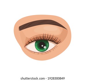 Human sight. Biology and anatomy of man and human organs. Eye, organ of vision, visual perception of the environment. Look view, vision, medicine, science cartoon vector illustration.