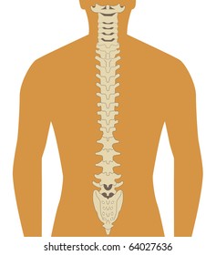 Human Silhouette With Spine Illustration Vector