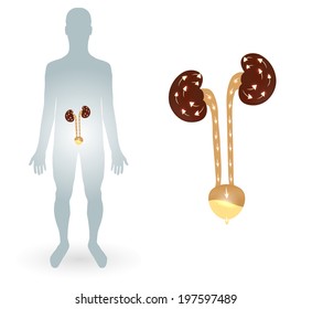 Human silhouette and urinary system, kidneys and urinary bladder