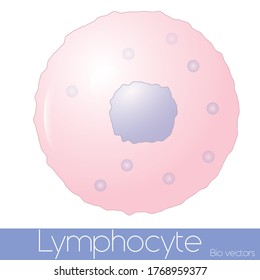 human Simple Lymphocyte illustration design.