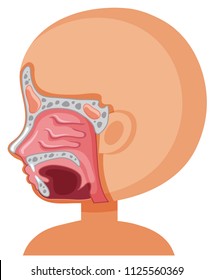 A Human Sinus System illustration