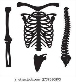 Human skeletal anatomy vector illustration featuring rib cage, spine, arm bone and shoulder blade silhouettes. Educational medical graphic suitable for biology studies, healthcare materials, anatomy diagrams and science presentations.