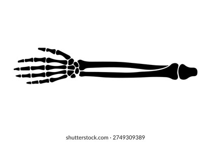 Human skeletal arm 