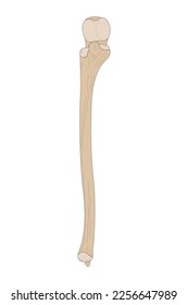 Human skeletal bone. The Ulna of the Right Forearm. Anterior (ventral) view.