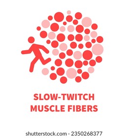 Human skeletal muscle fiber types. Slow twitch red muscular tissue structure for endurance. Sport and health concept. Medical vector illustration. 