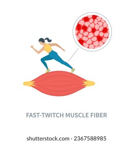 Human skeletal muscle fiber types. Fast twitch white muscular tissue structure typical for sprinters. Sport and health concept. Medical vector illustration.