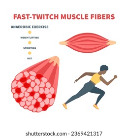 Human skeletal muscle fiber types. Fast twitch white muscular tissue structure typical for anaerobic exercise. Sport and health concept. Medical vector illustration.