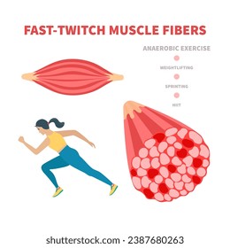 Human skeletal muscle fiber types. Fast twitch white muscular tissue structure typical for anaerobic exercise. Sport and health concept. Medical vector illustration. 