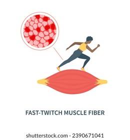 Human skeletal muscle fiber types. Fast twitch white muscular tissue structure typical for sprinters. Sport and health concept. Medical vector illustration.