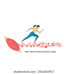 Human skeletal muscle fiber types. Fast twitch white muscular tissue structure typical for sprinters. Sport and health concept. Medical vector illustration.