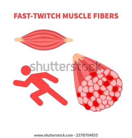 Human skeletal muscle fiber types. Fast twitch white muscular tissue structure typical for sprinters. Sport and health concept. Medical vector illustration.