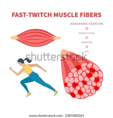 Human skeletal muscle fiber types. Fast twitch white muscular tissue structure typical for anaerobic exercise. Sport and health concept. Medical vector illustration. 