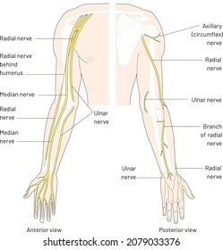 human skeletal system and arm nervous system, anterior and posterior