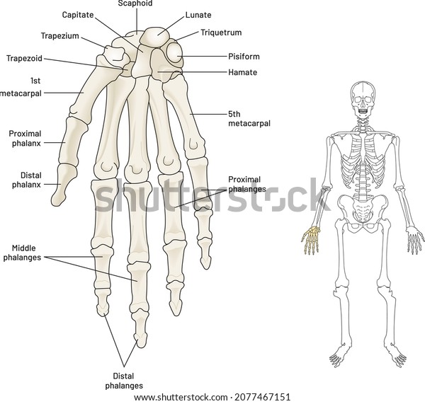 Human Skeletal System Bones Human Hand Stock Vector (Royalty Free ...