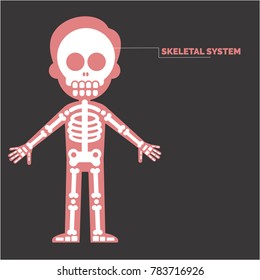 Human Skeletal System Grey