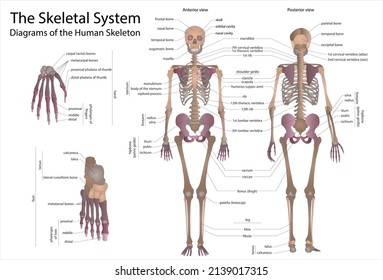 Sistema esquelético humano. Vista frontal y posterior infográfica, ilustración gráfica vectorial. Hueso corporal y calavera con nombres para estudiar el sistema de biología médica aislado en blanco