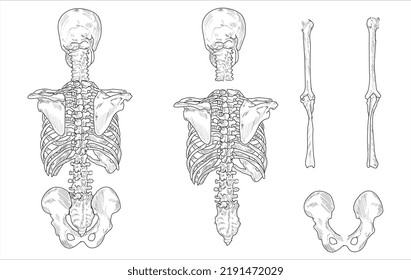 Human skeletal system. Joints and body parts bone icons sketch hand drawing vector illustration. Skull