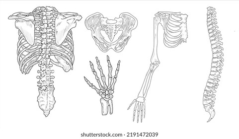 Human skeletal system. Joints and body parts bone icons sketch hand drawing vector illustration. Skull