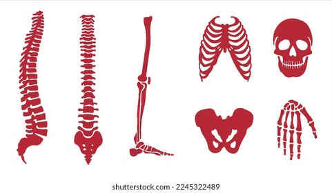Human skeletal system. Joints and body parts bone icons sketch hand drawing vector illustration. Skull