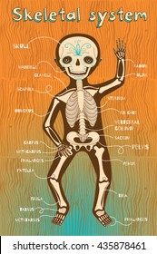 Human skeletal system for kids. Vector color cartoon illustration. Human skeleton scheme. 