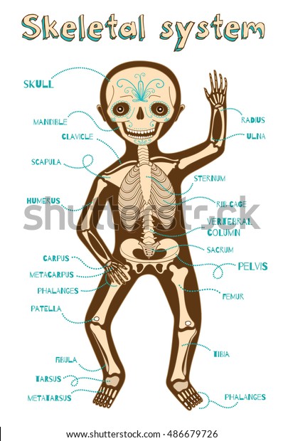 子供の骨格系 ベクターカラー漫画のイラスト 人間の骨組み のベクター画像素材 ロイヤリティフリー