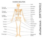 Human skeletal system with letterings of bones infographics on white background. Realistic yellow bones of limbs or skull, trunk with spine and ribs. Front view of isolated skeletal system. Vector